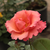 Pink - English rose - Mrs. Doreen Pike